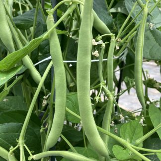 The Prince Dwarf French Bean  RHS AGM