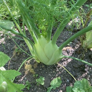Sweet Florence Fennel