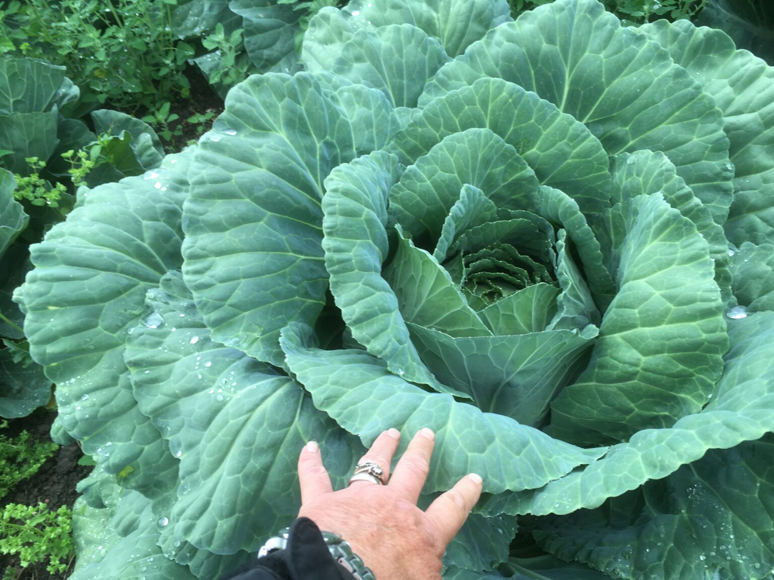 Robinsons Champion Giant Cabbage PLANTS Mammoth Onion
