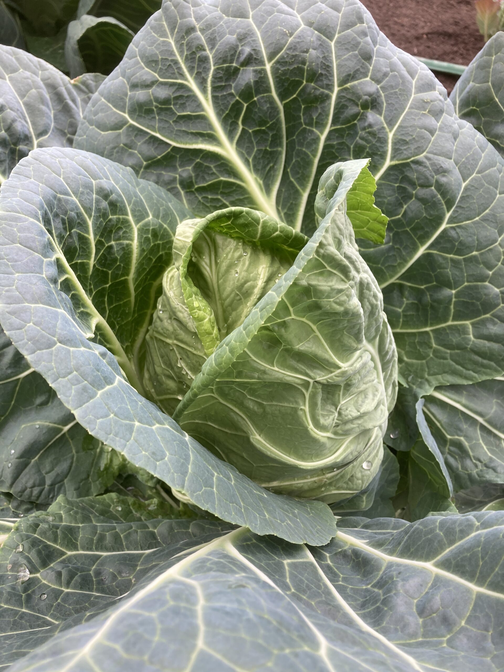Spring Cabbage PLANTS Mammoth Onion