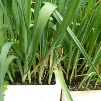 Jolant Leek Plants