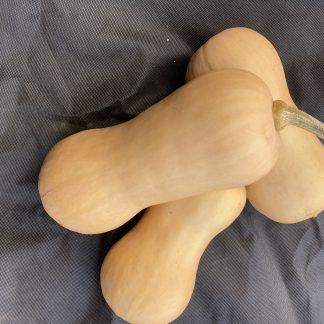 Butternut Squash