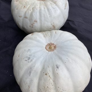 Crown Prince F1 Squash