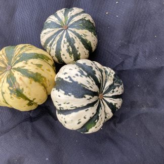 Sweet Dumpling Squash