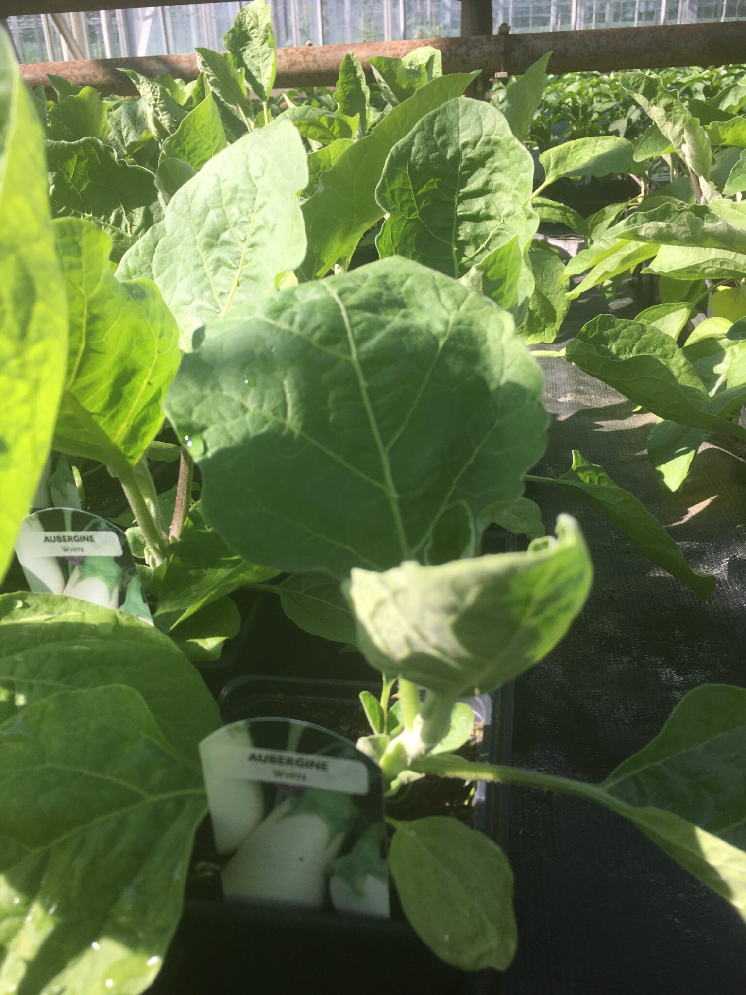 AUBERGINE SEEDLINGS Mammoth Onion