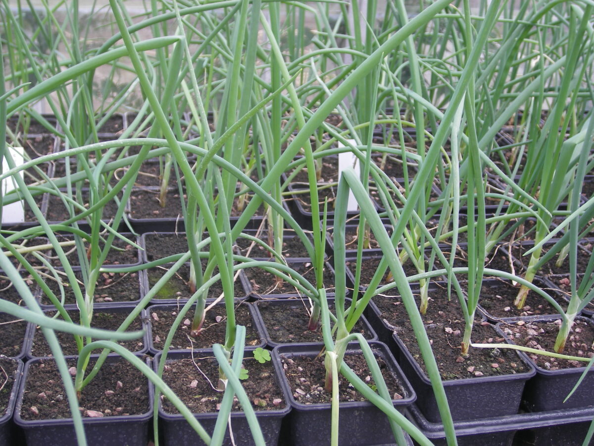 MAMMOTH IMPROVED ONION PLANTS SINGLE POTTED Mammoth Onion
