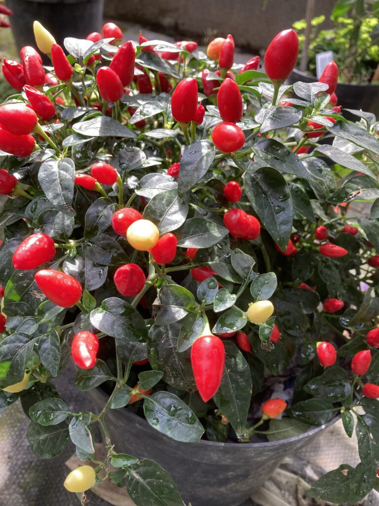 Prairie Fire Chilli Pepper - Mammoth Onion
