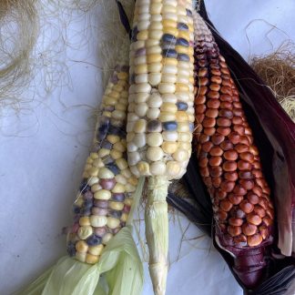 SWEETCORN FIESTA