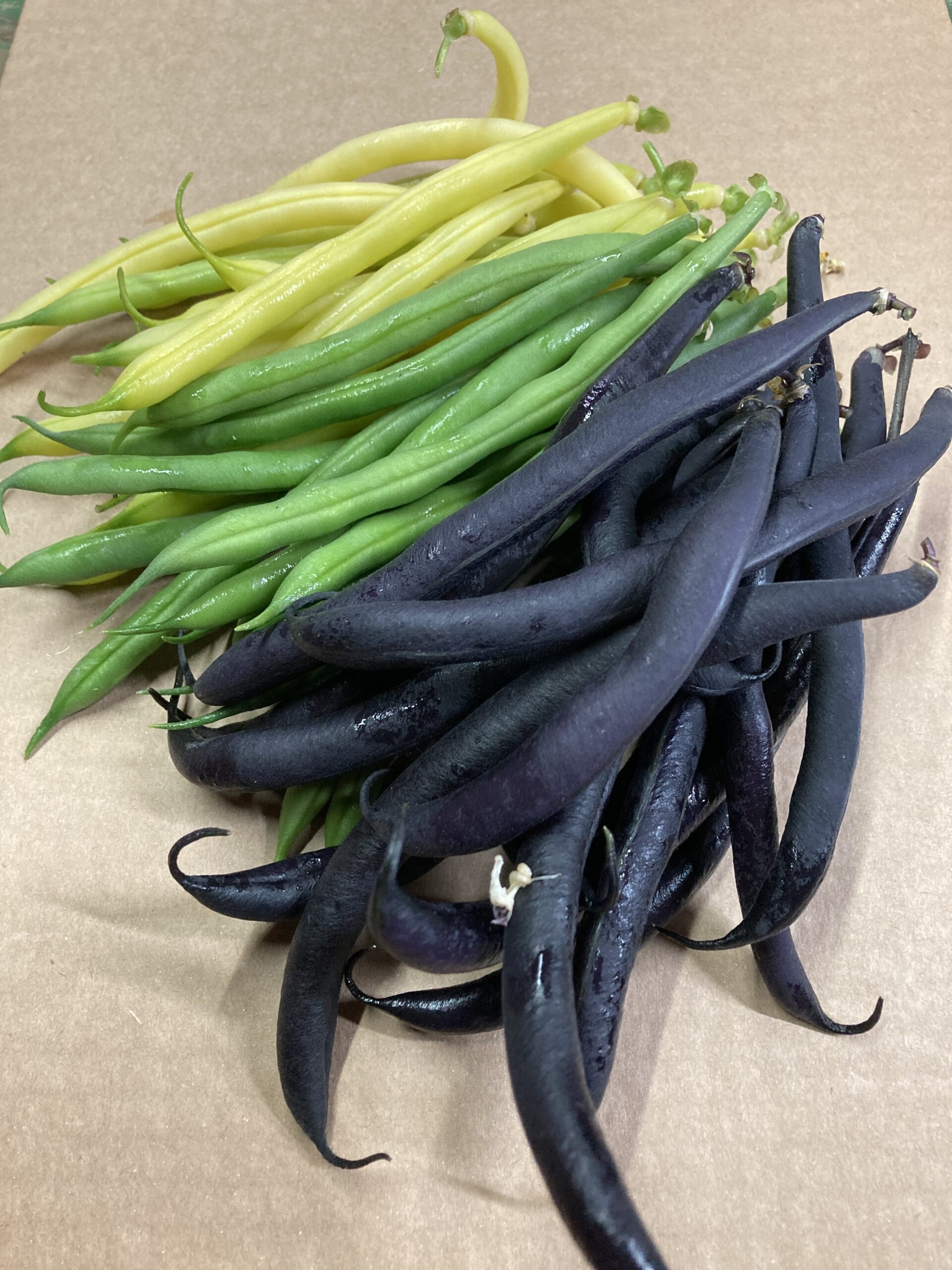 dwarf french bean mxd