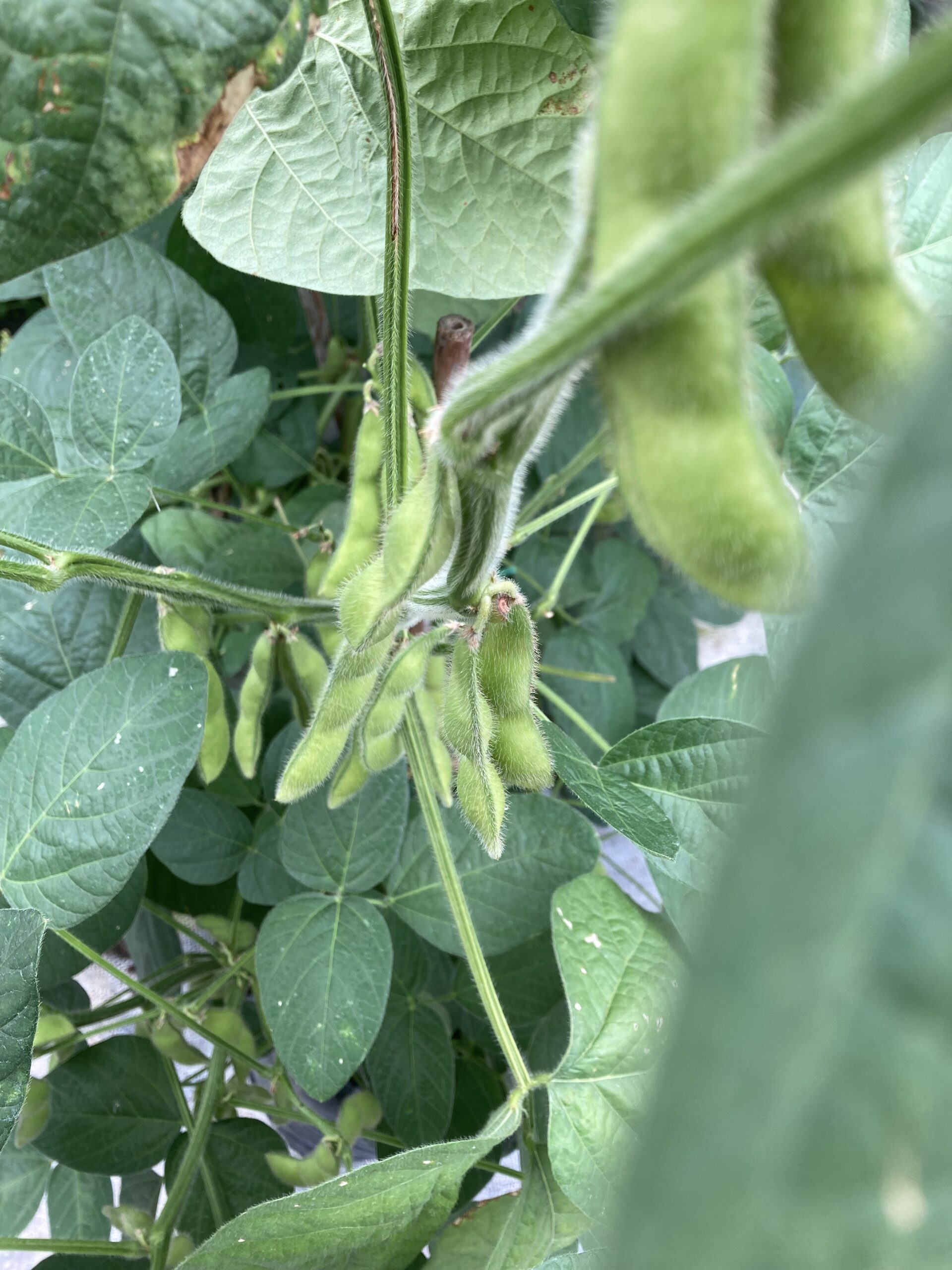 Edamame Bean Mammoth Onion