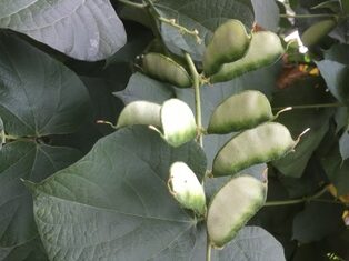 HYACINTH BEAN LAB LAB