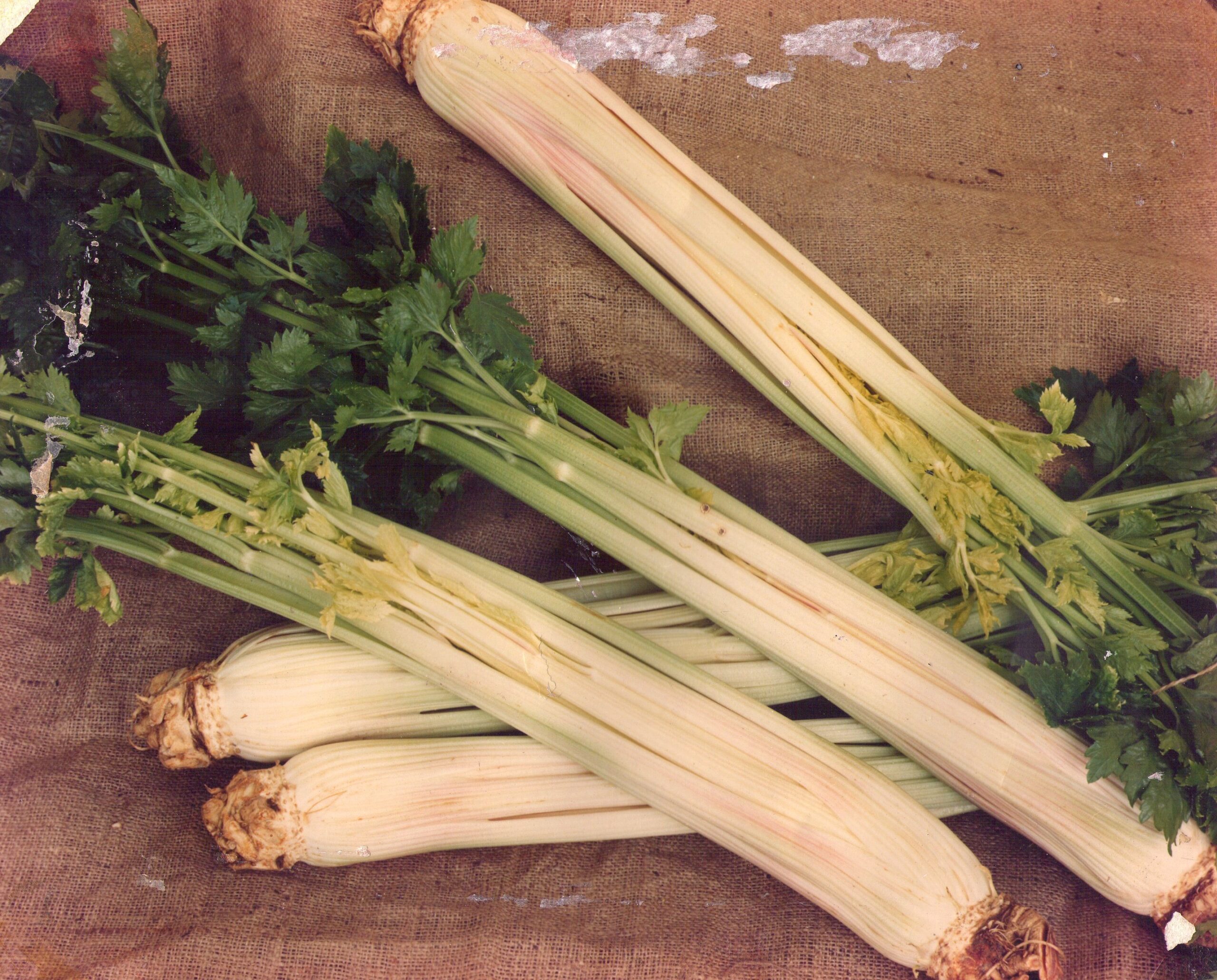 Mammoth White Celery Mammoth Onion