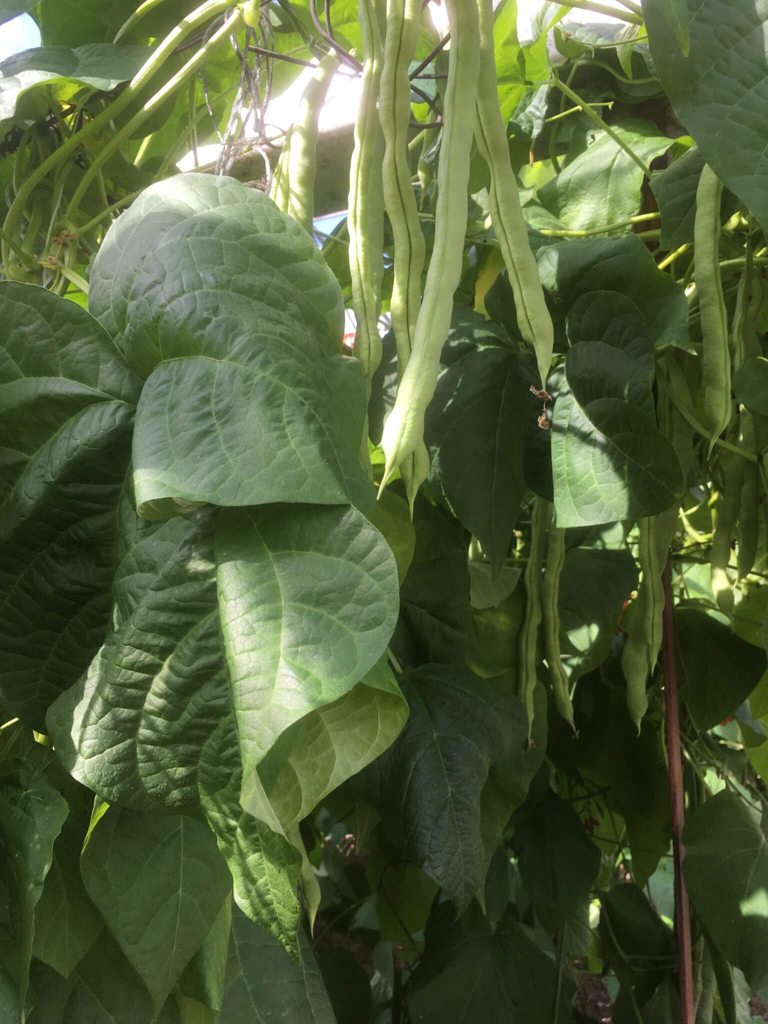 Kentucky Wonder Climbing French Bean Mammoth Onion