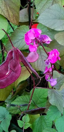 Purple hyacinth bean deals