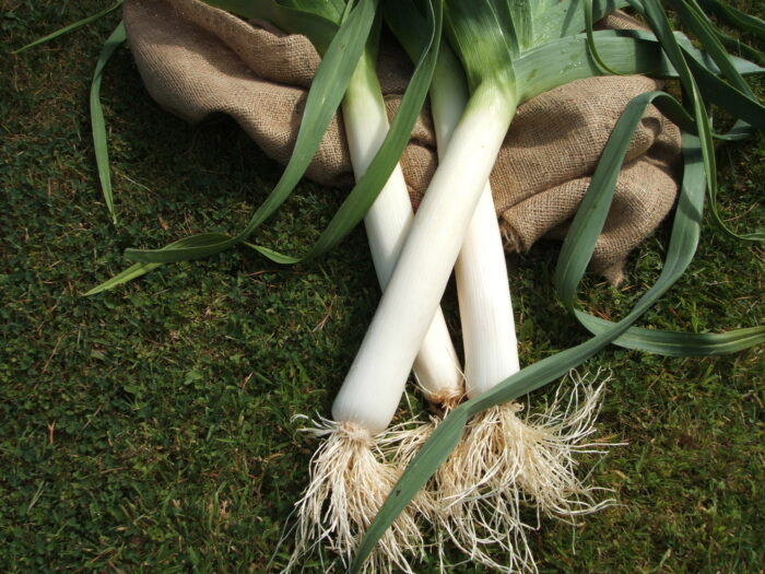 Mammoth Blanch Leek Seed RHS AGM Mammoth Onion