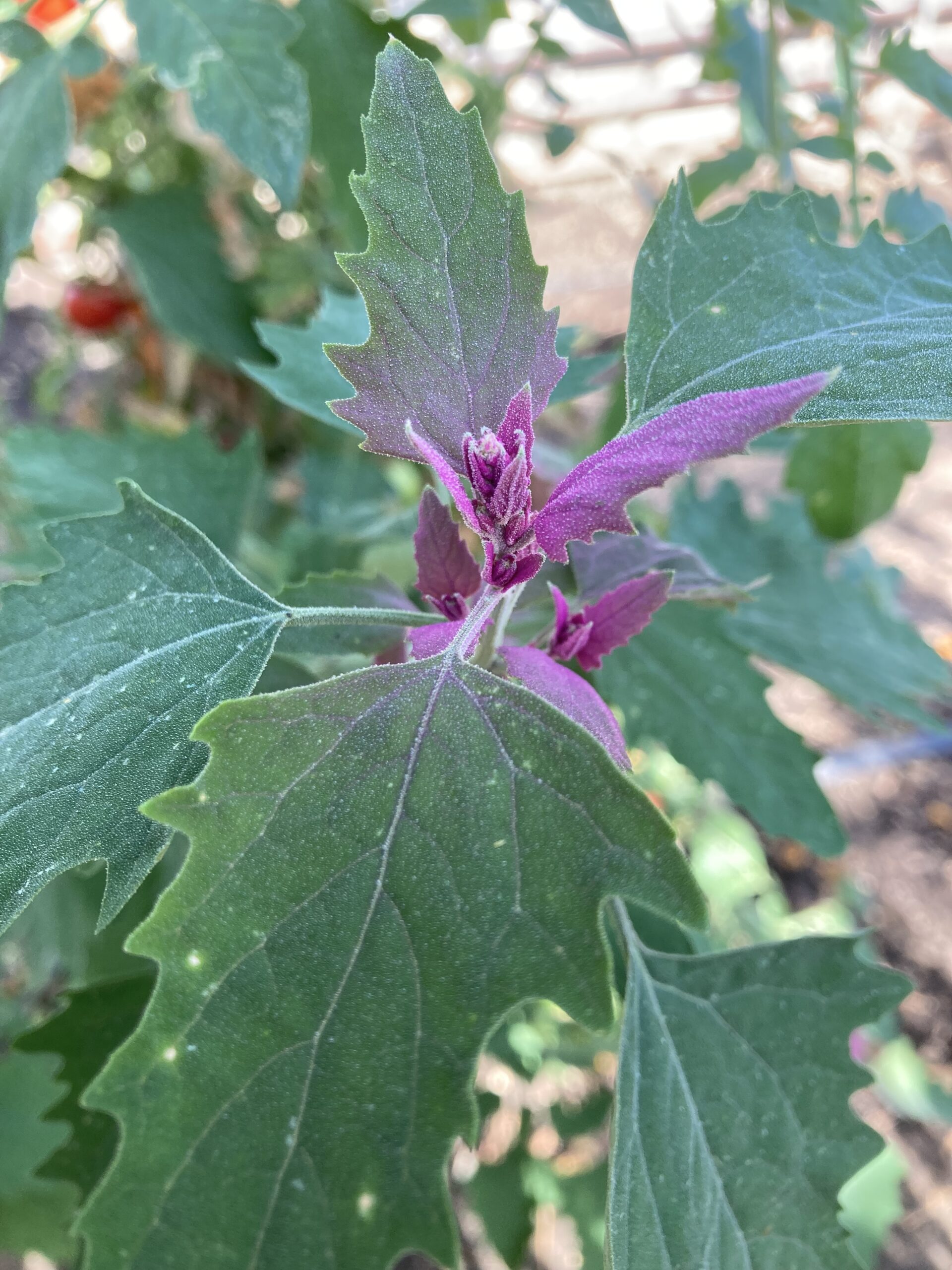 MEXICAN TREE SPINACH Mammoth Onion