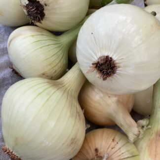 Autumn Planting Onion Sets YELLOW WINTER formally known as RADAR