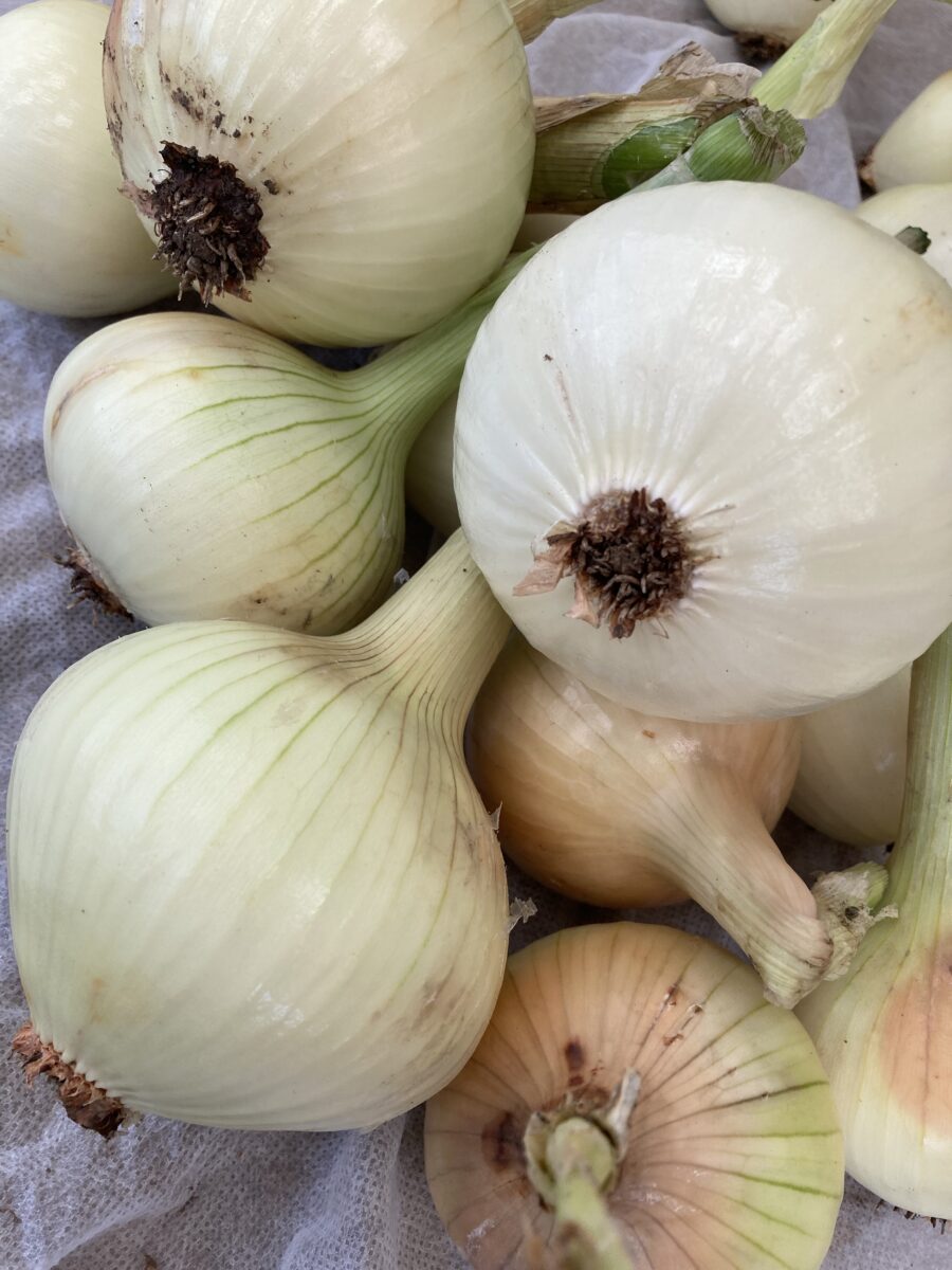 Autumn Planting Onion Sets YELLOW WINTER formally known as RADAR