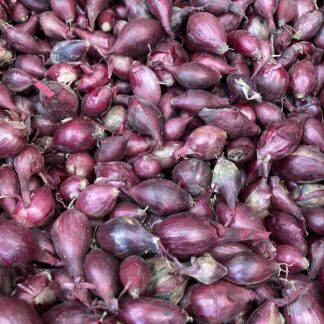 Autumn planting onion sets  Blood Red
