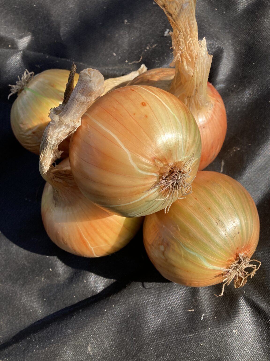 Golden Bear F1 Onion Mammoth Onion