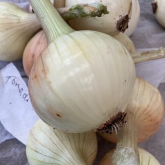 Autumn Planting onion sets TORNADO ONION SET