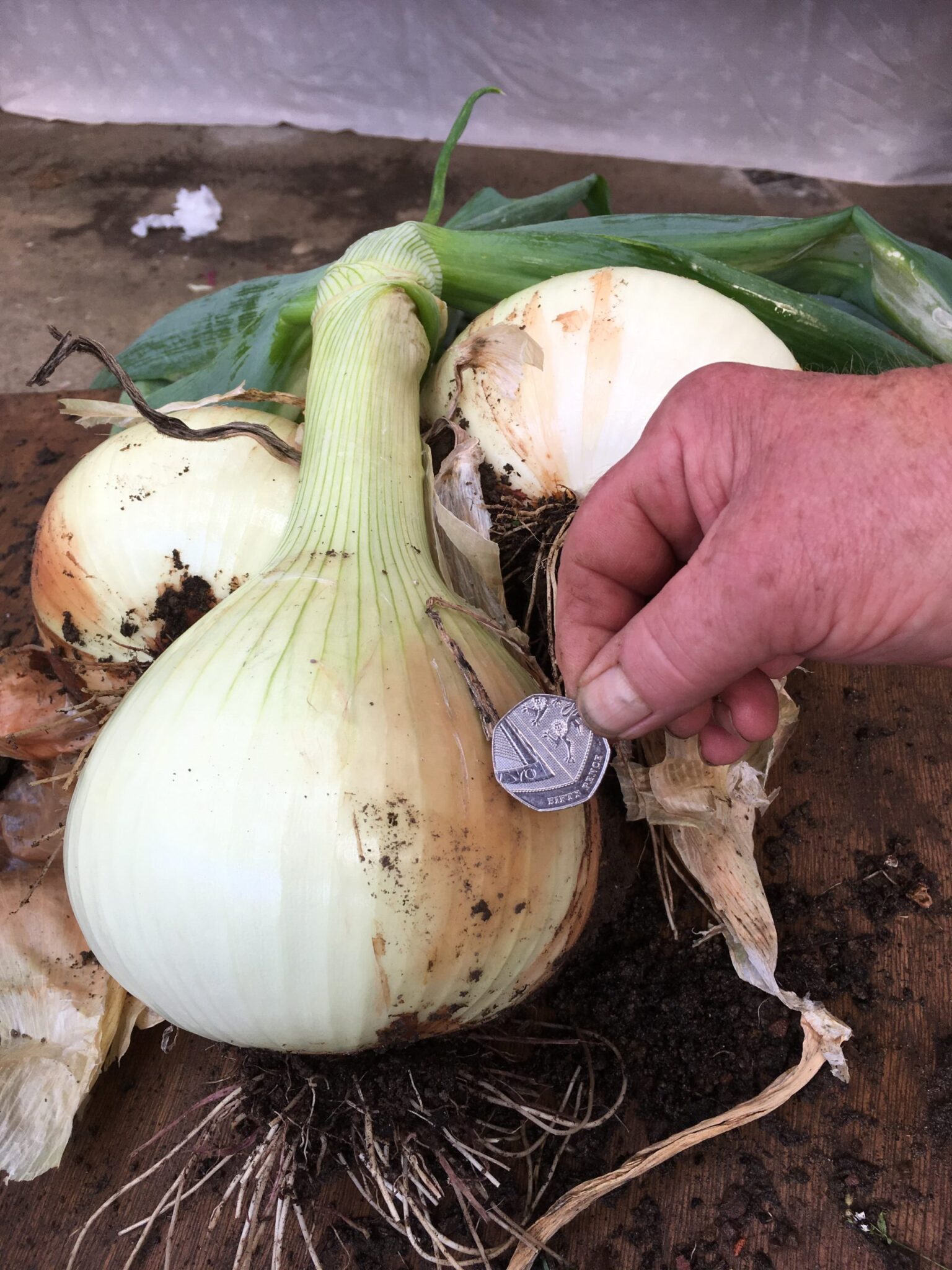 Mammoth Improved Onion Seeds Mammoth Onion