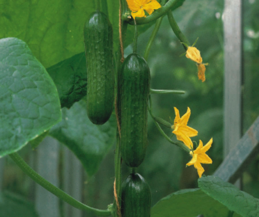 Passandra F1 Cucumber Mammoth Onion Passandra F1 Cucumber Mammoth Onion
