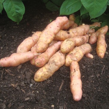 potato pink fir apple