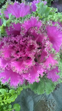 RED CHIDORI F1 KALE - Mammoth Onion