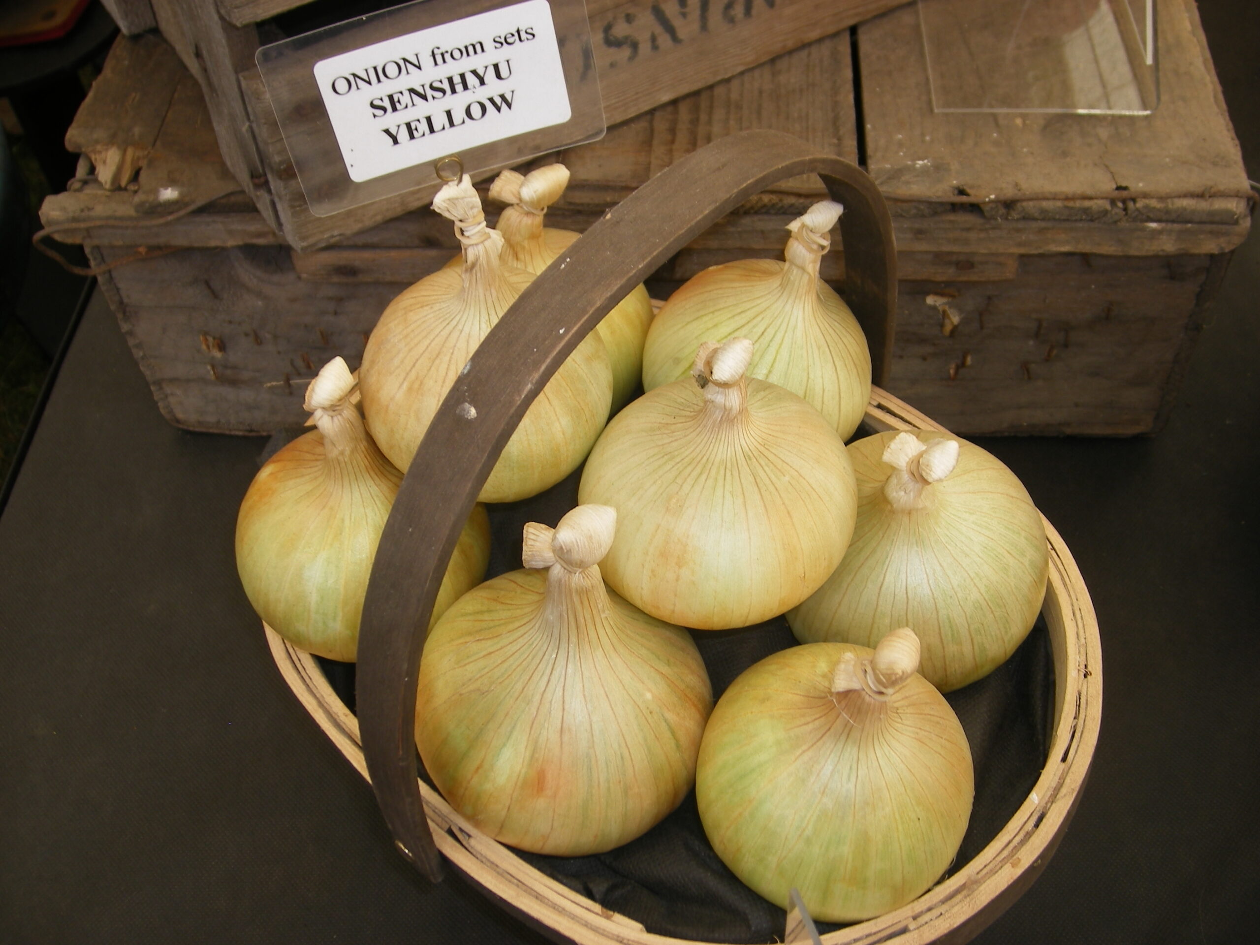 Autumn Planting Onion Sets SENSHYU YELLOW Mammoth Onion