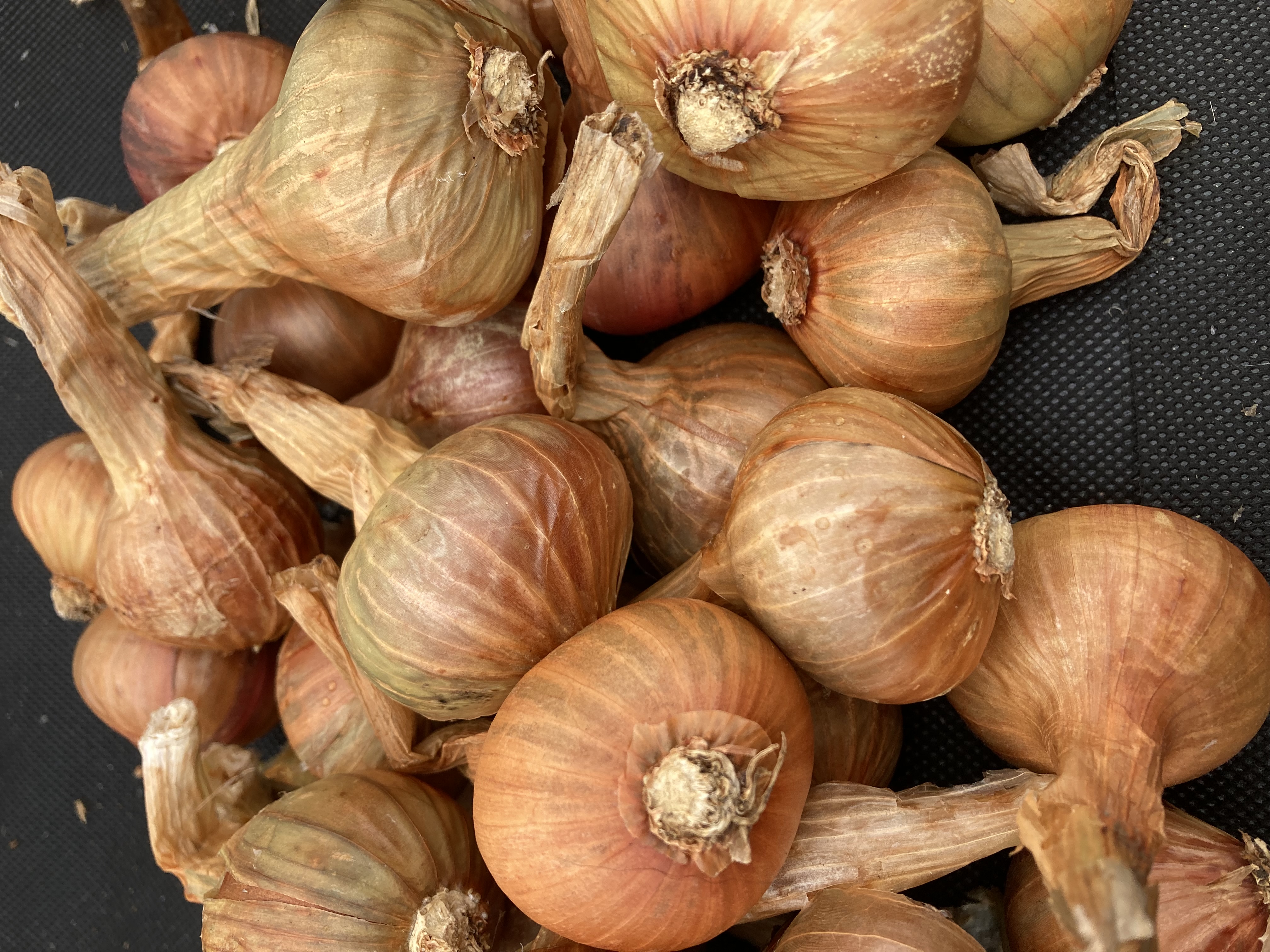 Golden Gourmet Shallot Sets Mammoth Onion