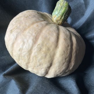 SQUASH Autumn Crown F1