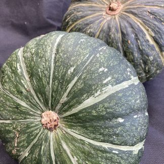 SWEET MAMA F1 SQUASH