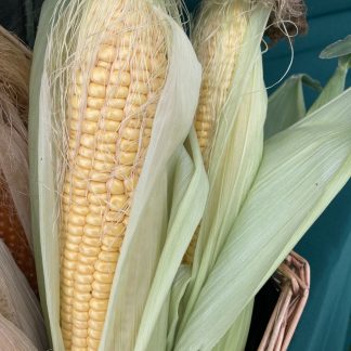 SWEET NUGGET F1 SWEET CORN