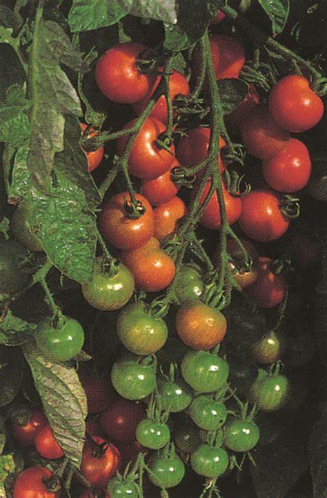 tomato gardeners delight