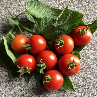 Outdoor Girl Tomato