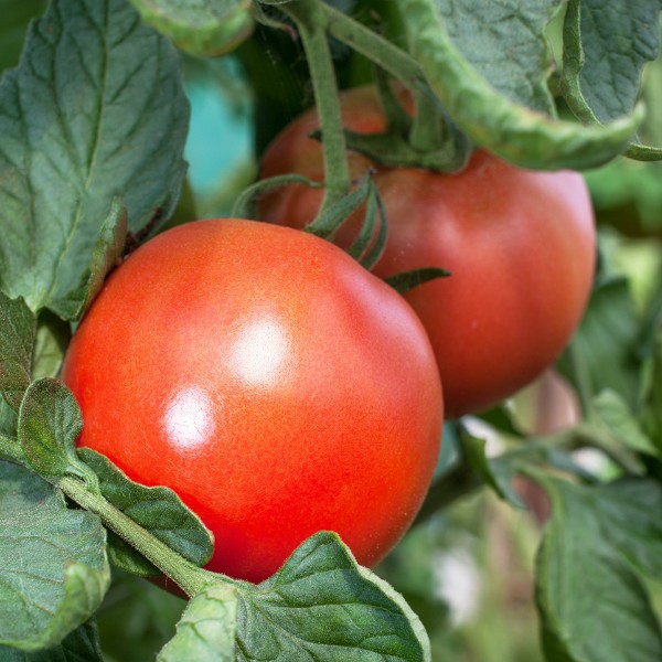 Outdoor Girl Tomato Mammoth Onion