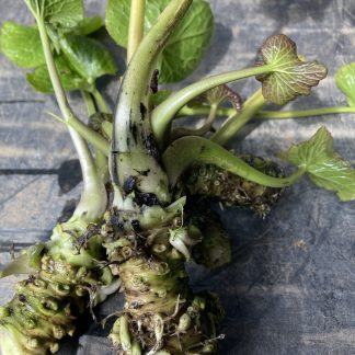 WASABI