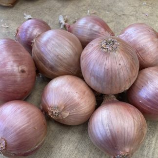 Kerevel ROSE OF ROSCOFF ONION PLANTS