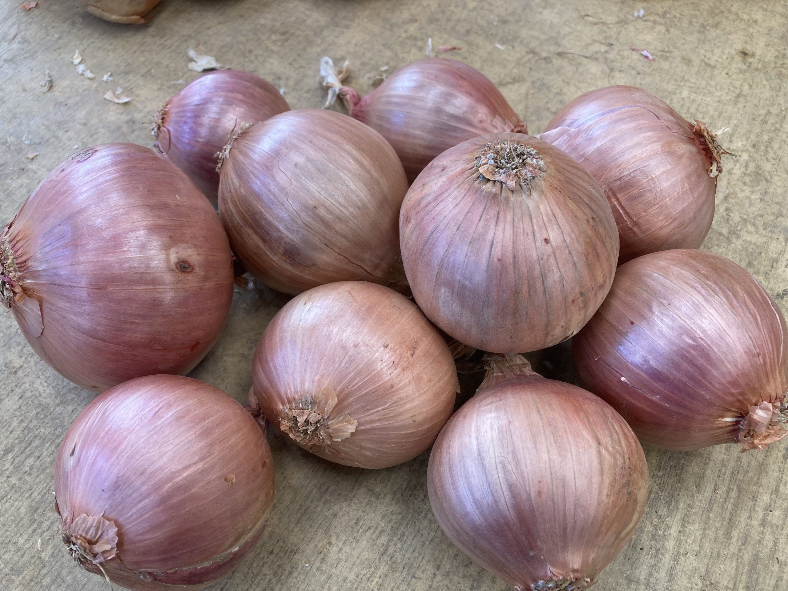 Kerevel ROSE OF ROSCOFF ONION PLANTS