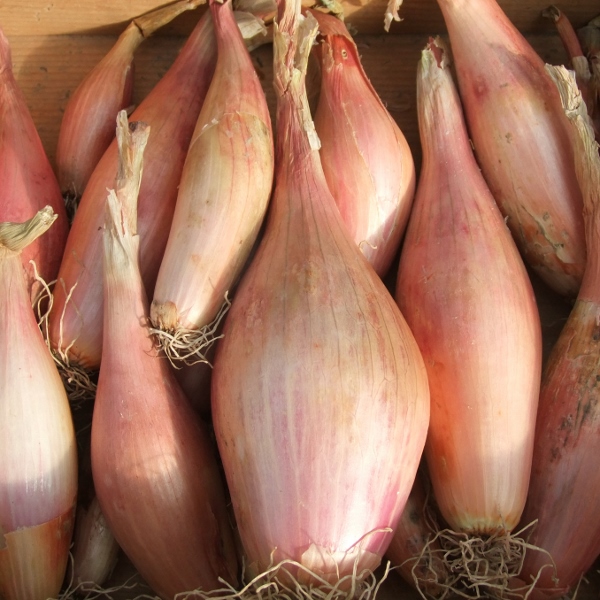 ZEBRUNE Shallot Mammoth Onion