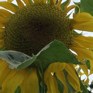Pike's Peak Sunflower
