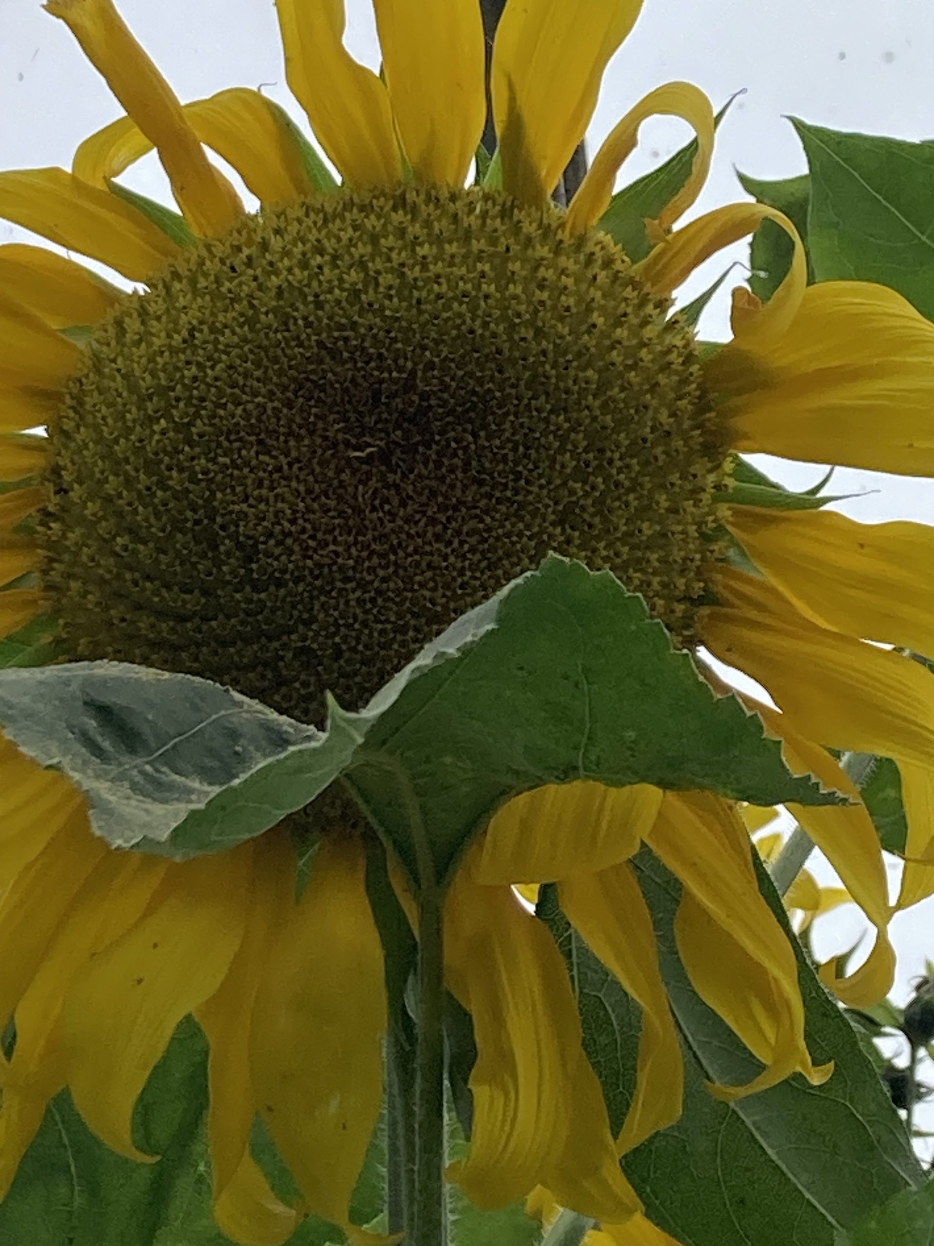 Pike's Peak Sunflower