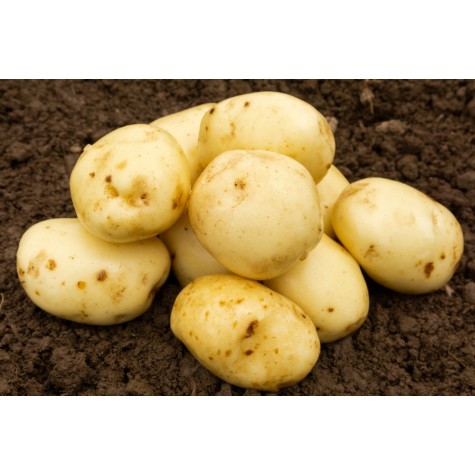 1 summer planting potato MARIS PEER
