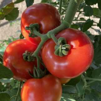 Crimson Crush Tomato