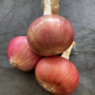 PINK PANTHER ONION SETS
