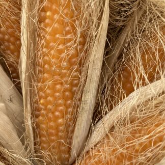 POPCORN ROBUST