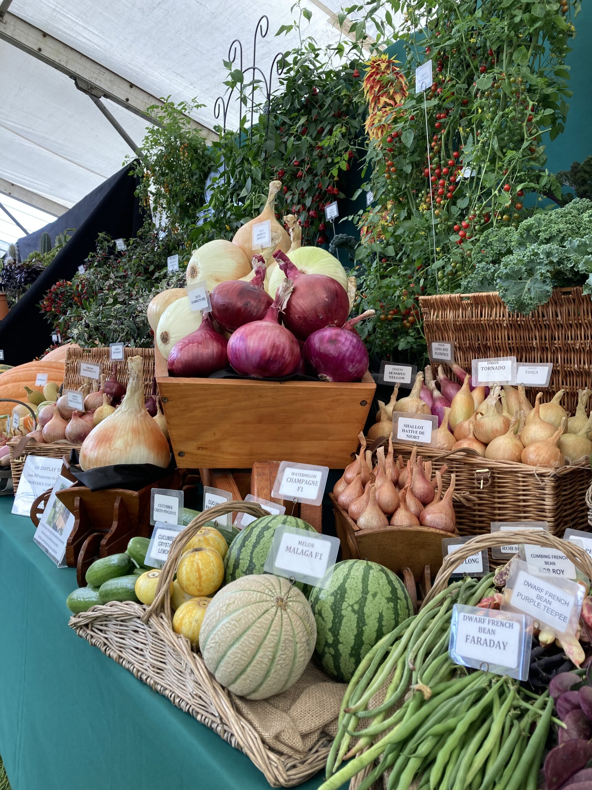 malvern 2023 stand Mammoth Onion