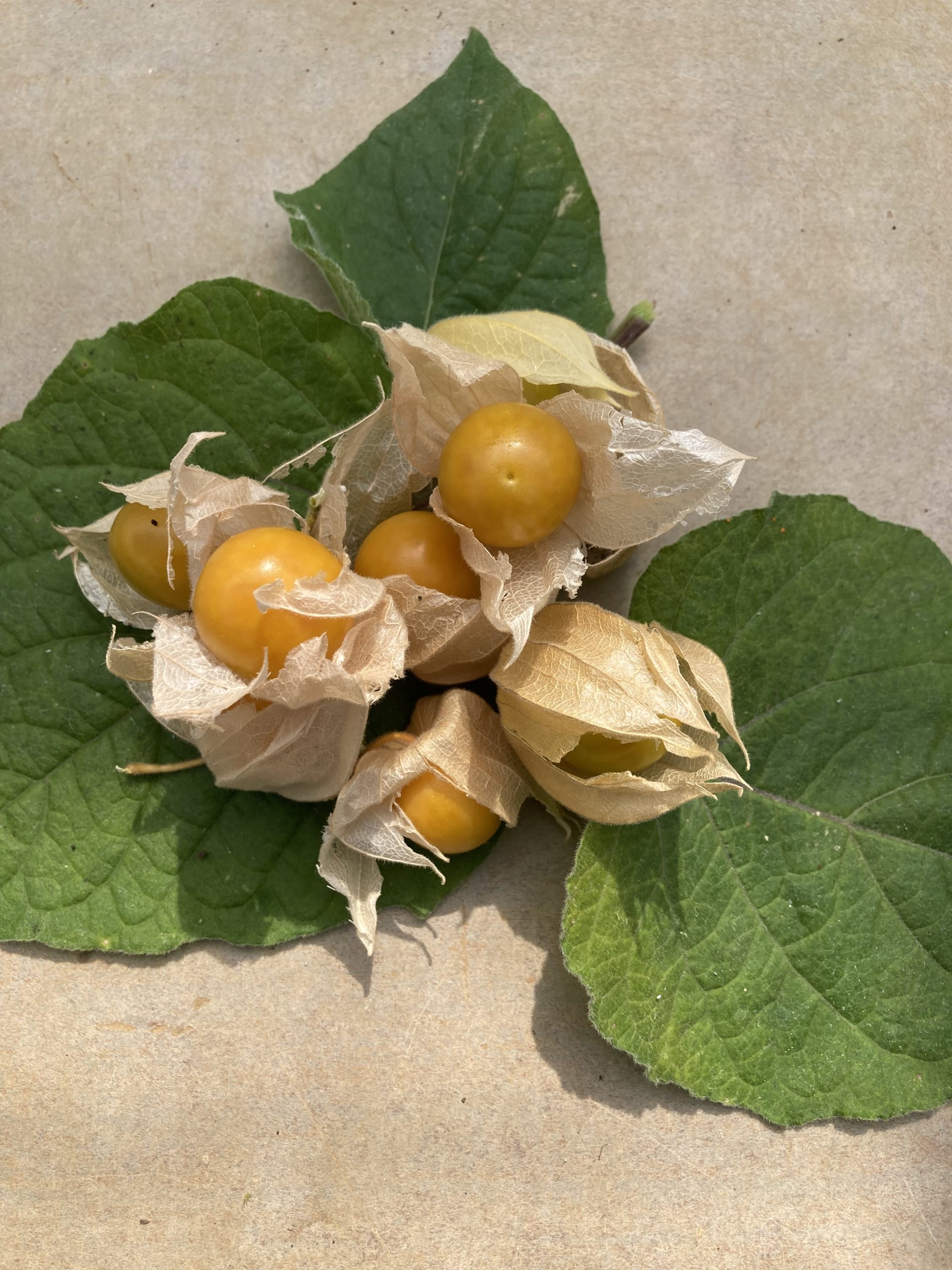cape gooseberry