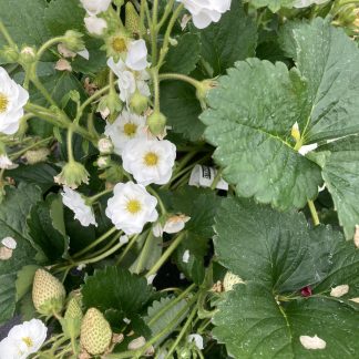 Strawberry Summer Breeze Snow F1 NEW - 5 plants